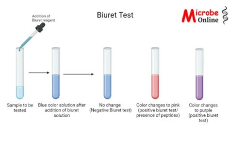 biuret reagent pronunciation|Biuret Test: Principle, Procedure, and Uses .